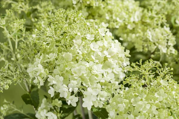Hydrangea paniculata