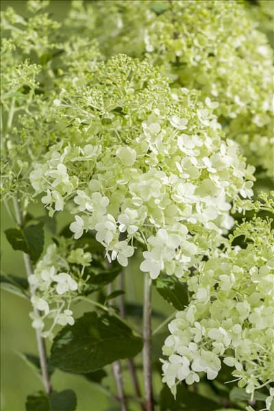 Hydrangea paniculata