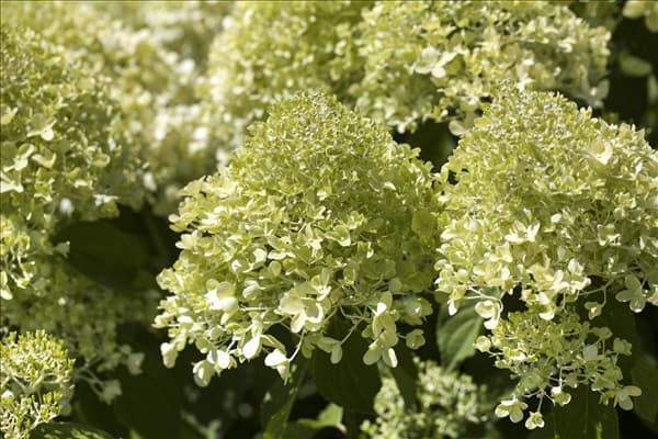 Hydrangea paniculata