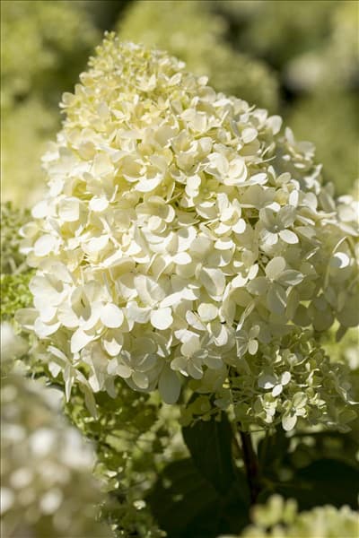Hydrangea paniculata