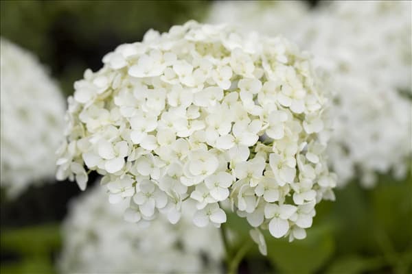 Hydrangea paniculata