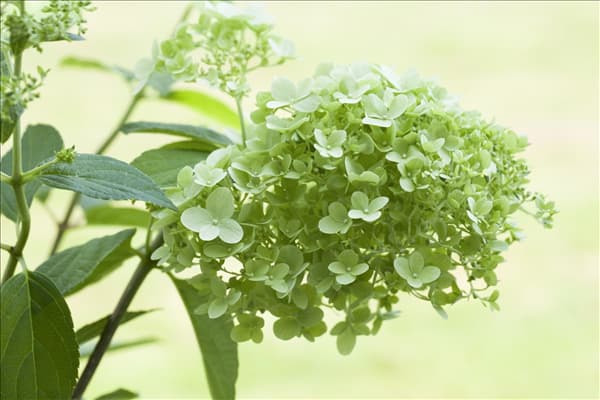 Hydrangea paniculata
