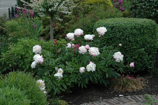 Paeonia lactiflora, weiß