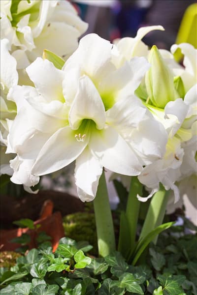 Hippeastrum 'Ice Queen'