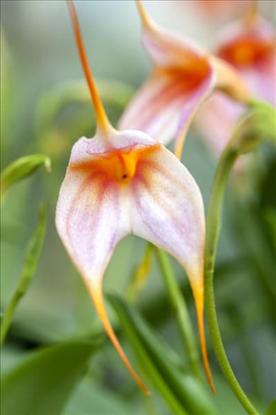 Masdevallia BellaVallia® 'Pastell'