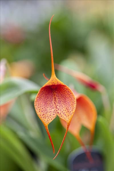 Masdevallia BellaVallia® 'Gold Frackle'