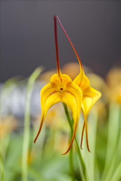 Masdevallia BellaVallia® 'Gold Frackle'