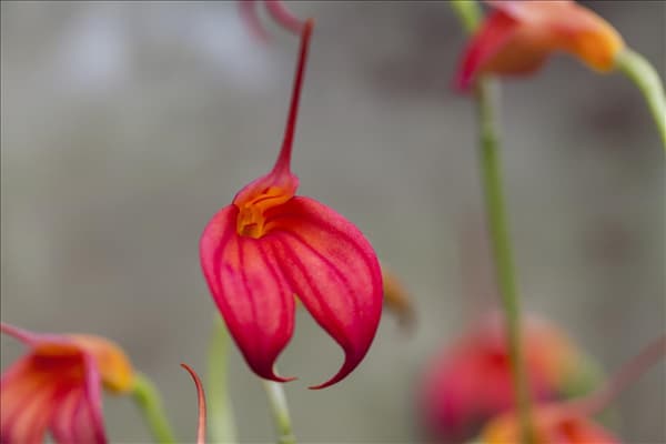 Masdevallia BellaVallia® 'Red'