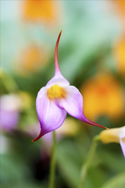 Masdevallia BellaVallia® 'Violett'