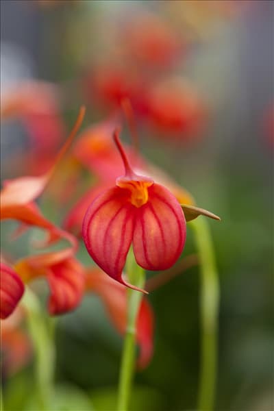 Masdevallia ignea