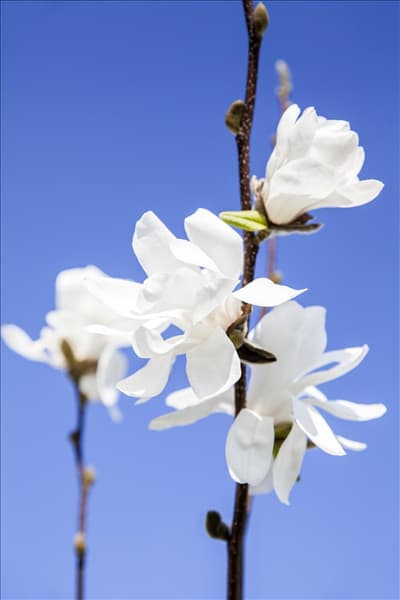 Magnolia x loebneri 'Merrill'