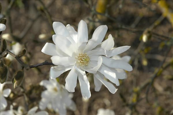 Magnolia stellata 'Waterlily'