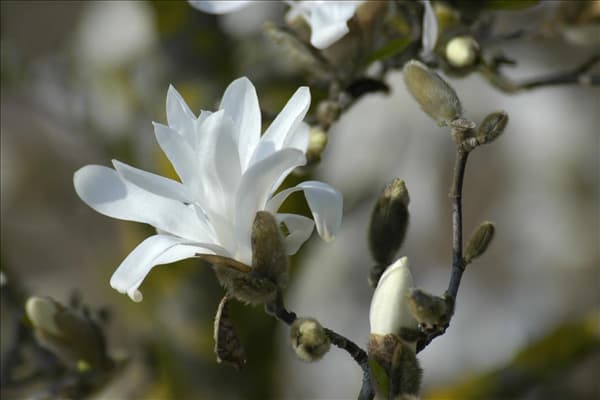 Magnolia stellata 'Waterlily'