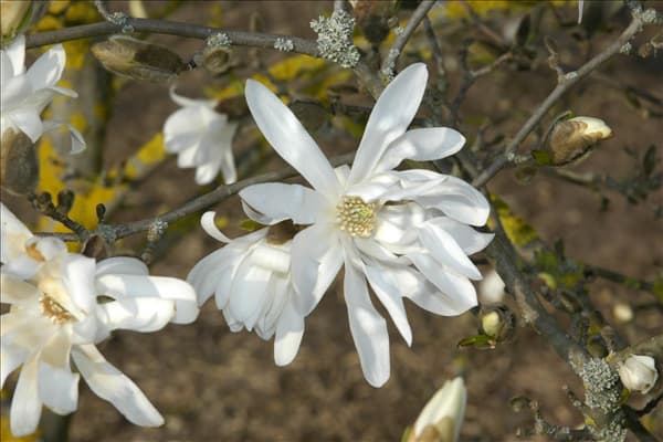 Magnolia stellata 'Waterlily'