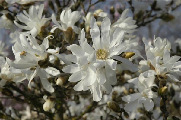 Magnolia stellata 'Waterlily'