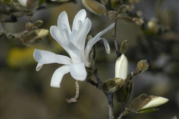 Magnolia stellata 'Waterlily'