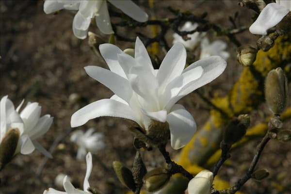 Magnolia stellata 'Waterlily'