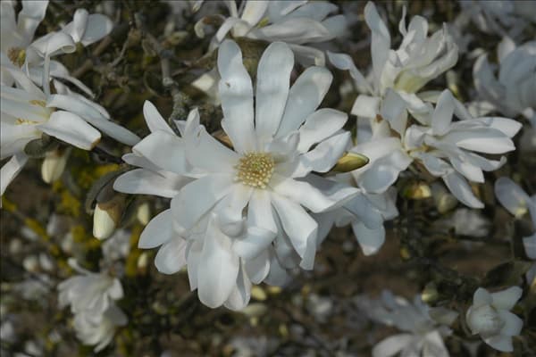 Magnolia stellata 'Waterlily'