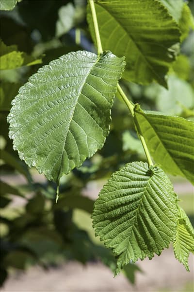 Morus alba 'Pendula'