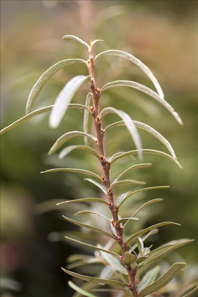 Hippophae rhamnoides 'Leikora'