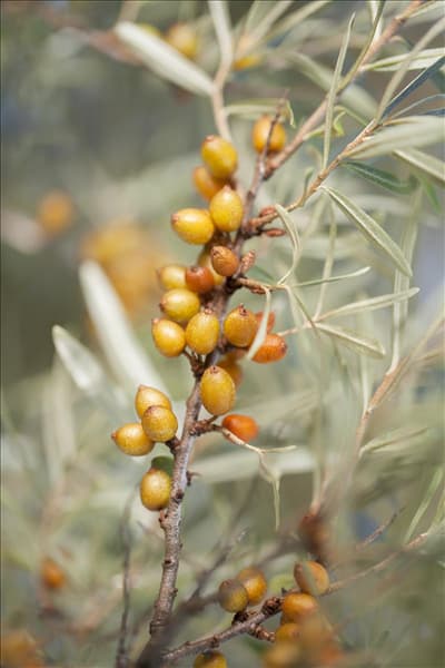 Hippophae rhamnoides