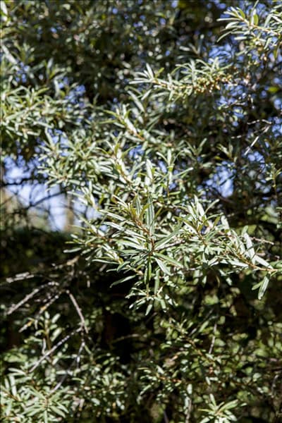 Hippophae rhamnoides 'Hikul'