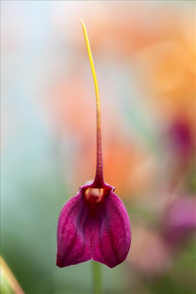 Masdevallia 'BellaVallia'®