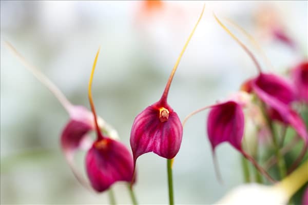 Masdevallia 'BellaVallia'®