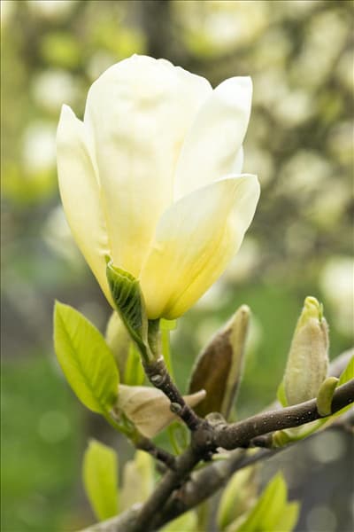 Magnolia, gelb