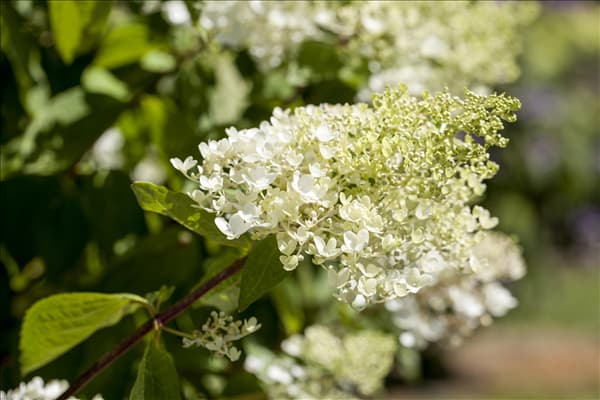 Hydrangea paniculata 'Tardiva'