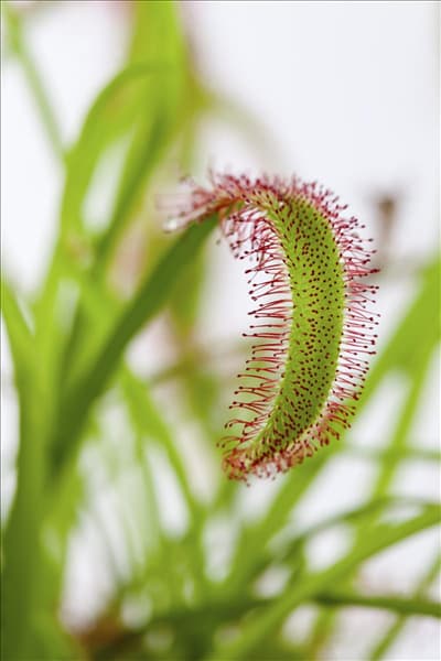 Drosera