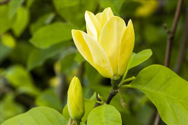 Magnolia, gelb