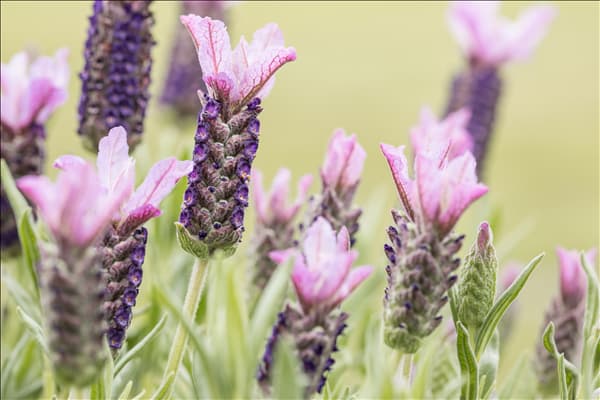 Lavandula stoechas, rosa