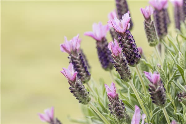 Lavandula stoechas, rosa