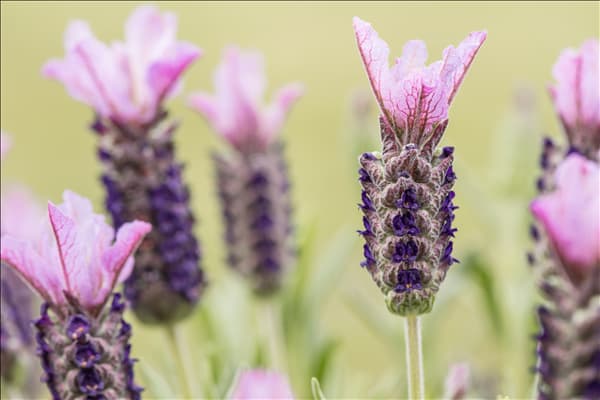 Lavandula stoechas, rosa