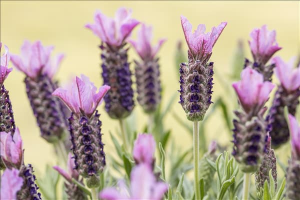Lavandula stoechas, rosa
