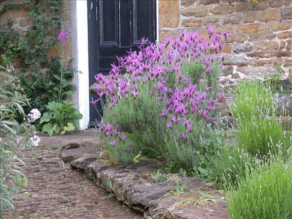 Lavandula stoechas, rosa