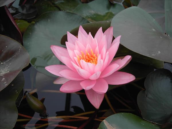 Nymphaea 'Rosennymphe'