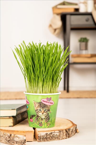 Katzengras