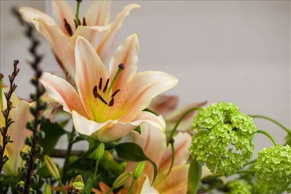 Lilium