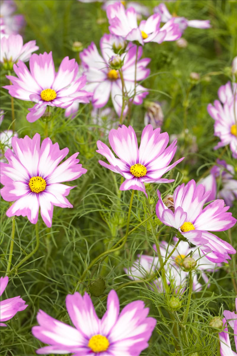 Cosmos bipinnatus