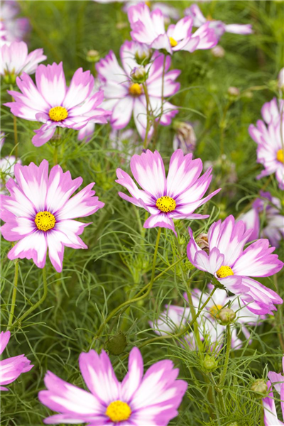 Cosmos bipinnatus