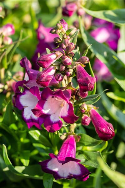 Penstemon 'PepTalk'