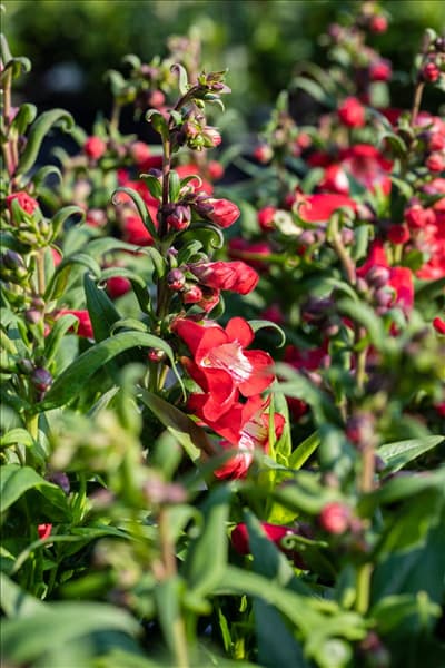 Penstemon 'PepTalk'