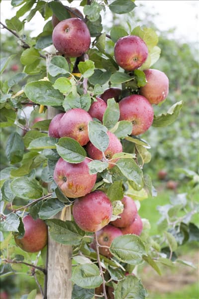 Malus domestica 'Boskoop'