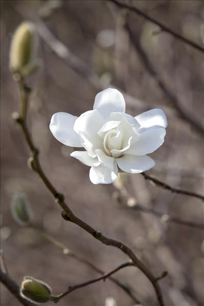 Magnolia x loebneri 'Merrill'