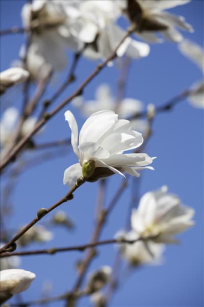 Magnolia x loebneri 'Merrill'