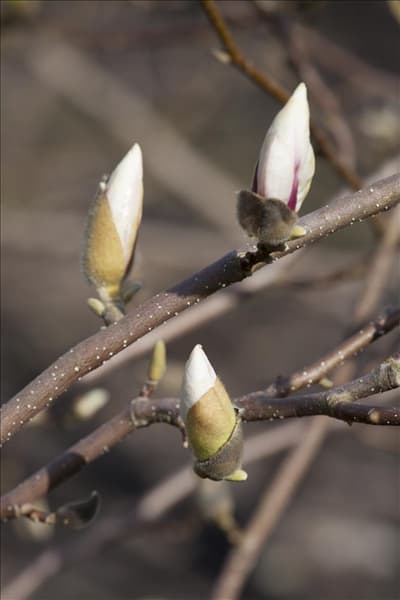 Magnolia x loebneri 'Merrill'