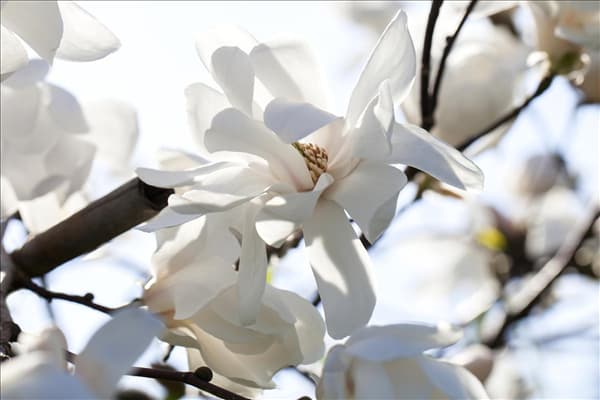 Magnolia x loebneri 'Merrill'