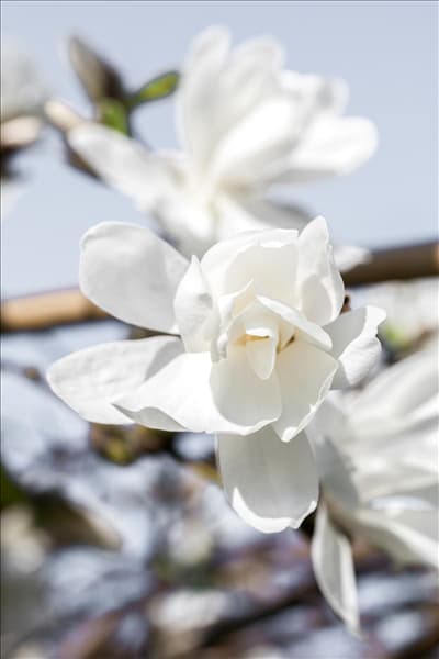 Magnolia x loebneri 'Merrill'